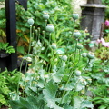 Marksburg - Poppy plants in herb garden